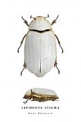 lepidiota stigma